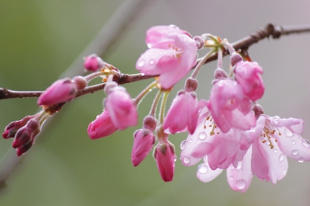 1838-12.4.6濡れる南東紅枝垂れ桜アップ　横A.jpg